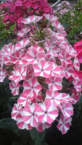 Blüten die wie leckerer Kandis aussehen.