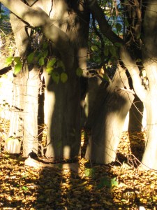 Schattenspiel auf der Gassirunde