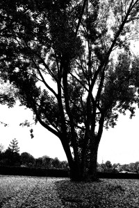 SAMSUNG CAMERA PICTURES