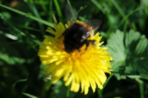 Nochmal die Sonne und den Nektar genießen